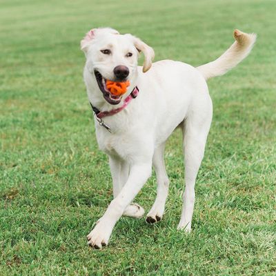 Chuckit breathe right fetch loptica, medium, 2 kom - Slika 2
